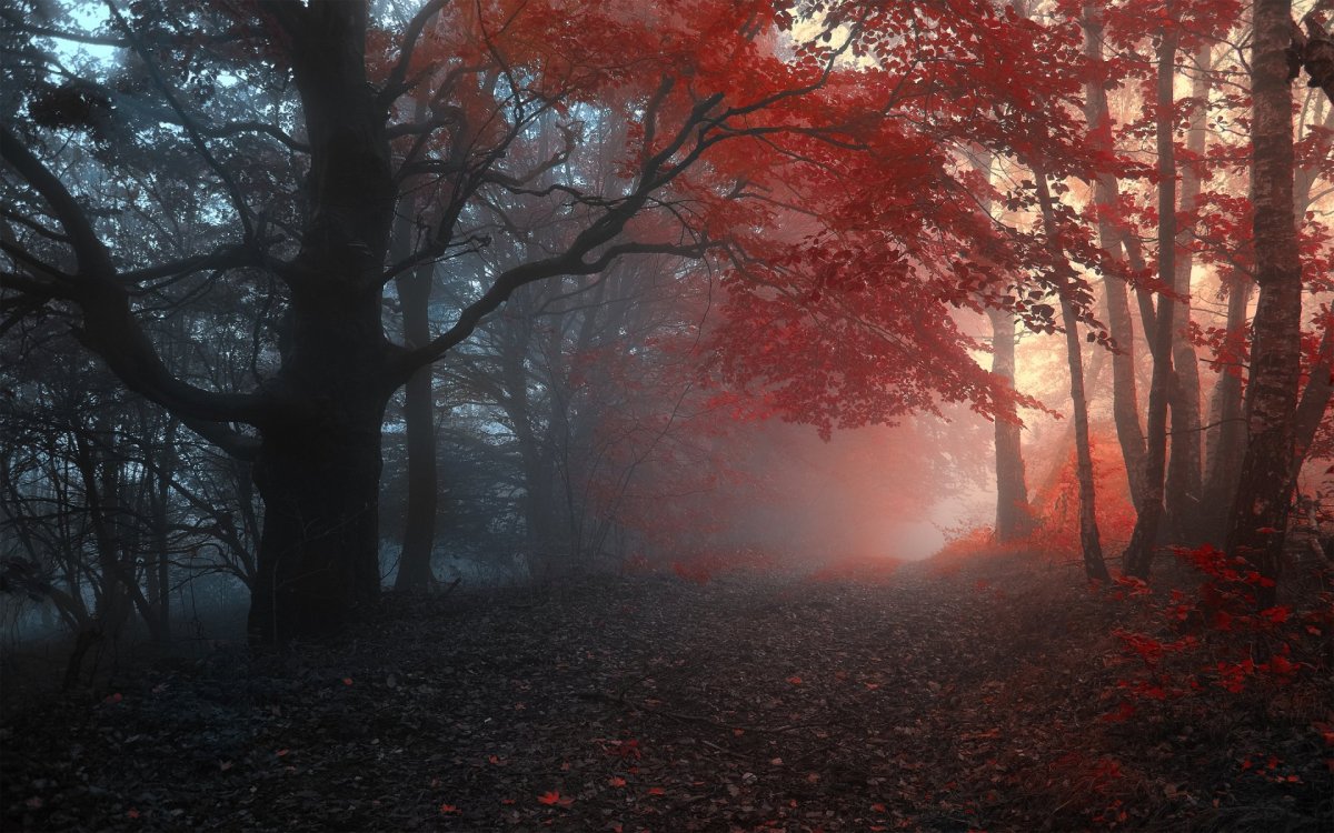 Janek Sedlar фотограф