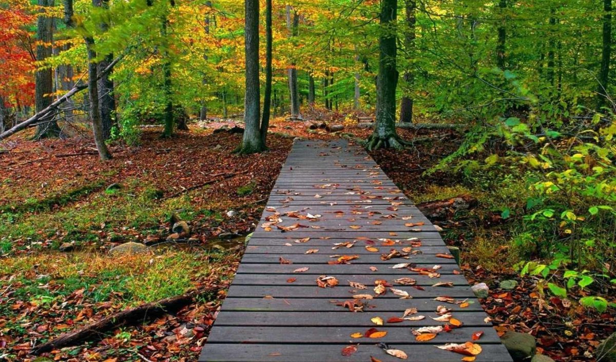 Тропинка в осеннем лесу