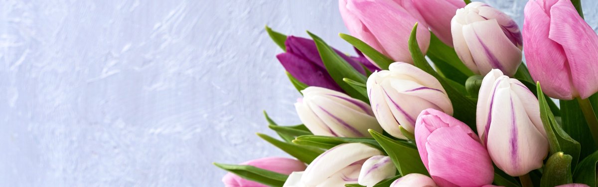 Нежные тюльпаны обои