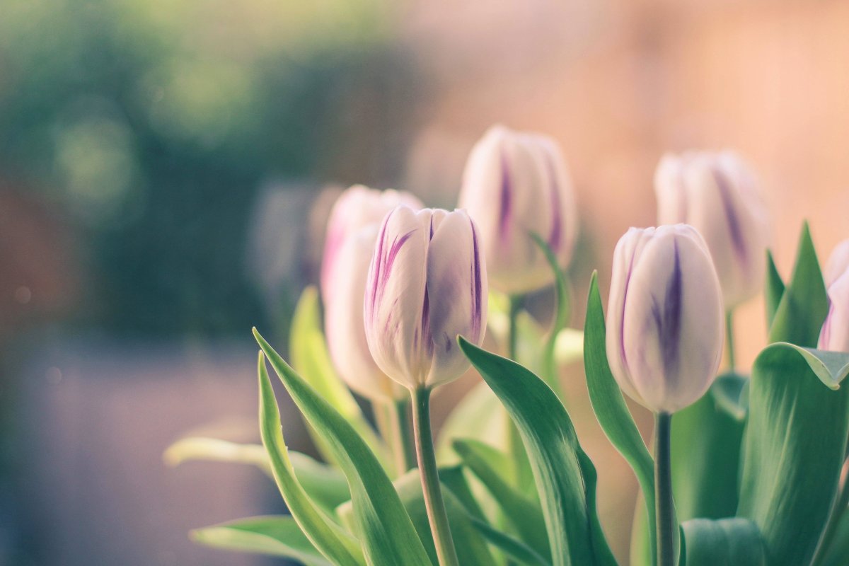 Нежные тюльпаны