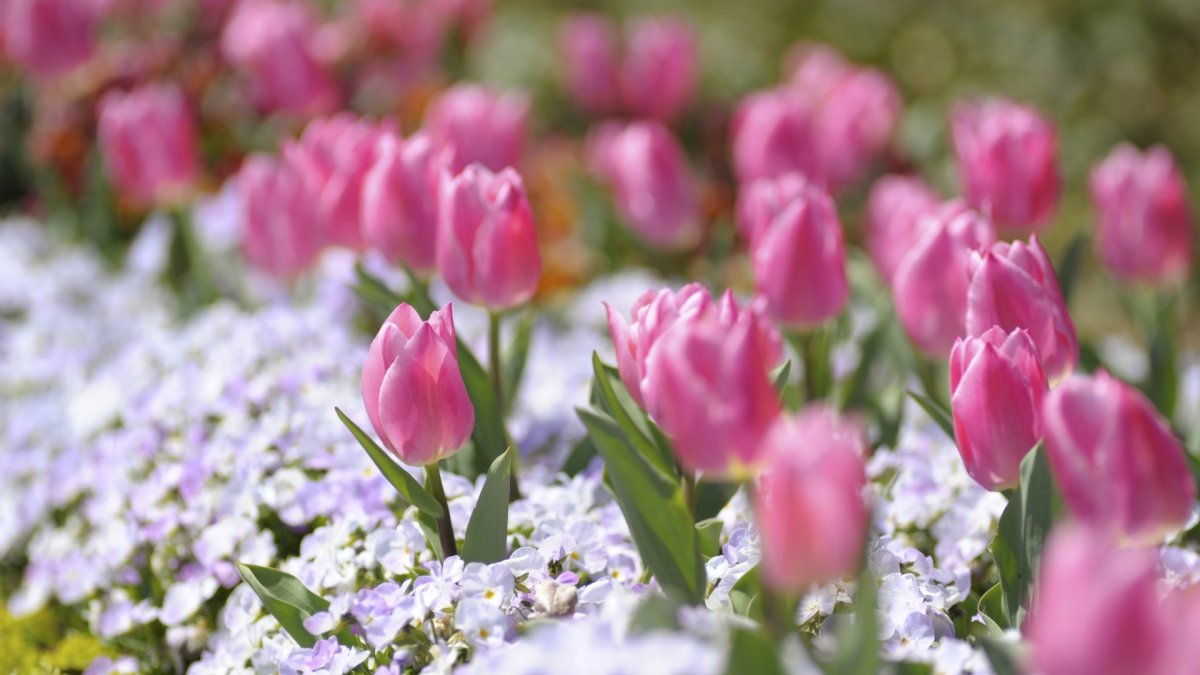 Весна цветы