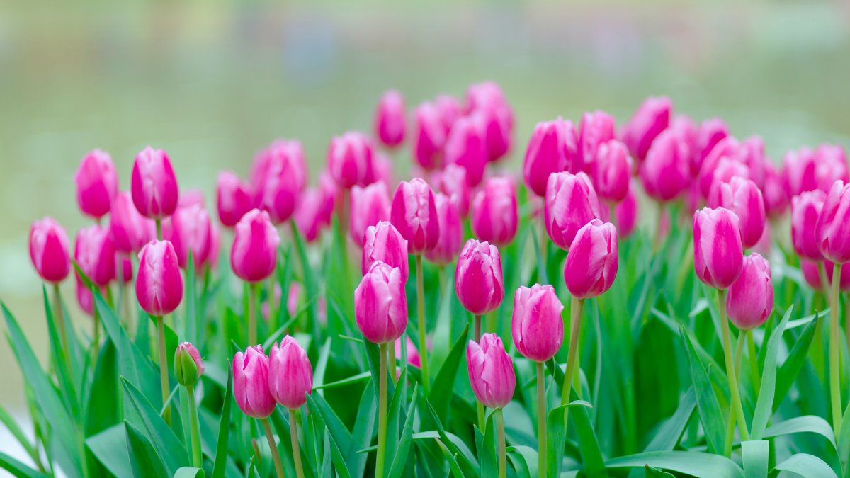 Лейс Весна и тюльпаны