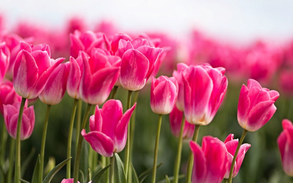 Обои на рабочий стол Весна май