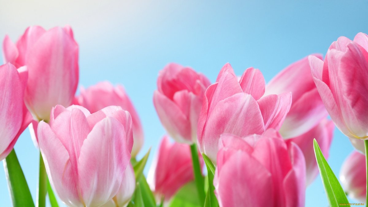 Весенние цветы