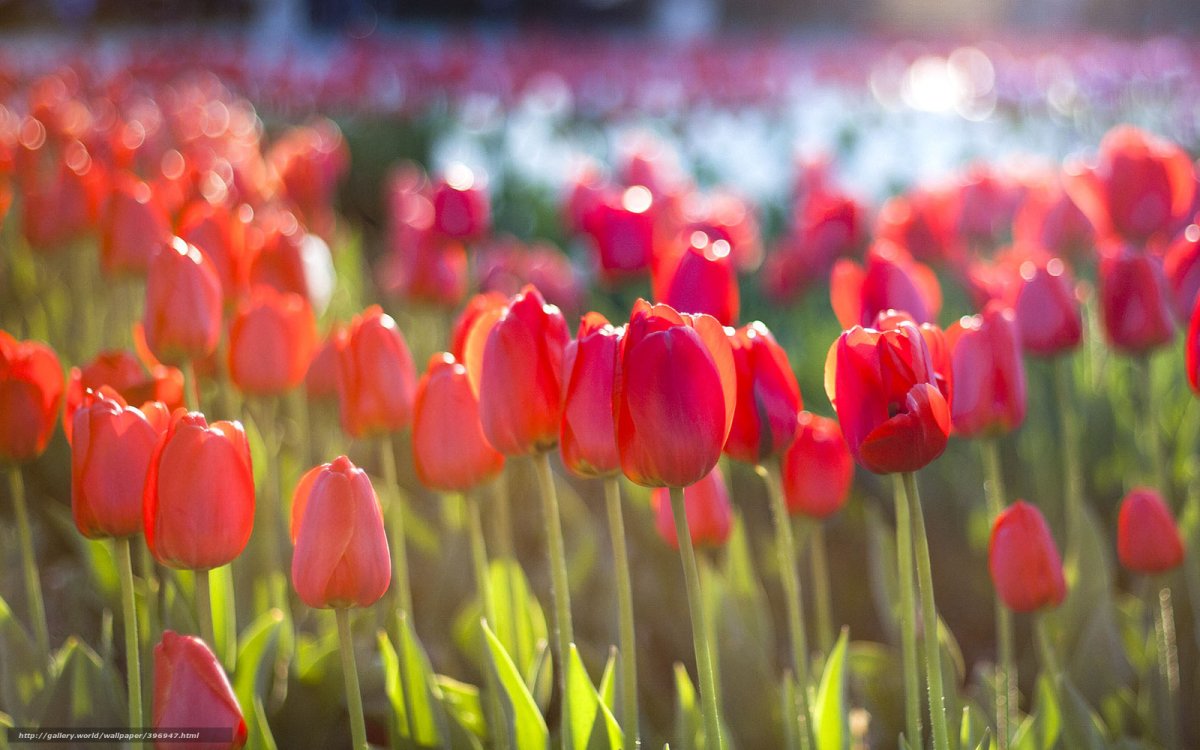 Красные тюльпаны