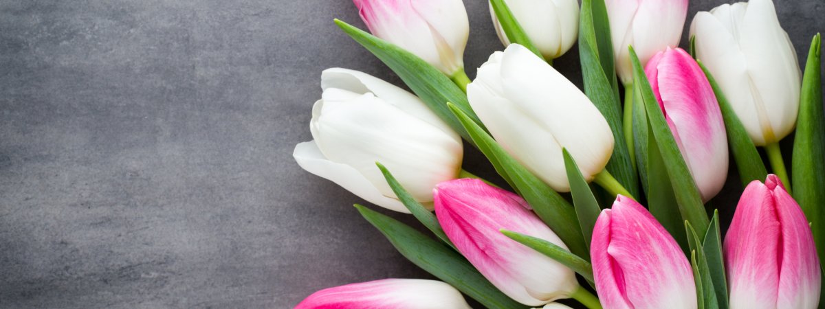 Обои цветы на рабочий стол тюльпаны красивые