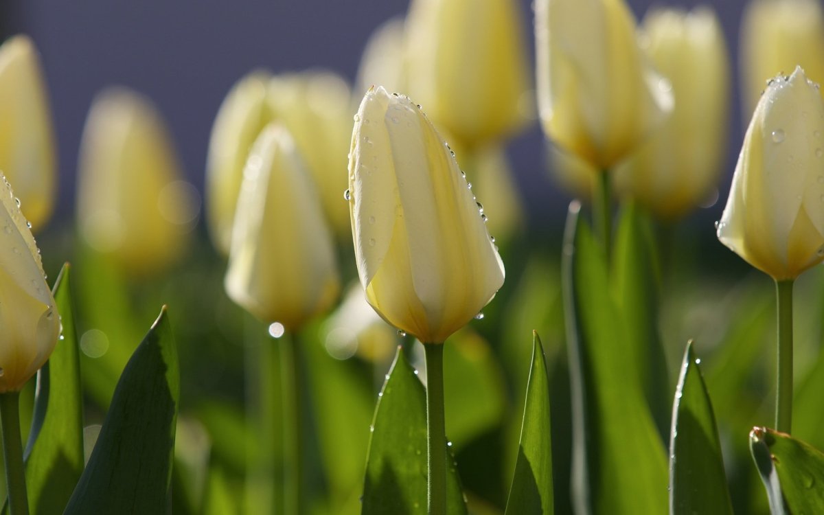 Красивые тюльпаны в росе