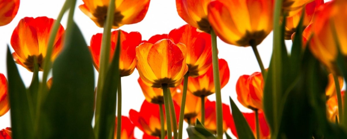 Цветы тюльпаны маки