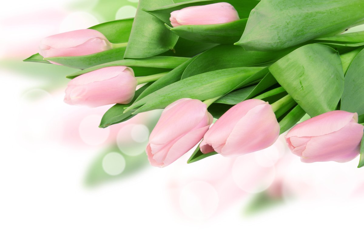 Весна цветы тюльпаны