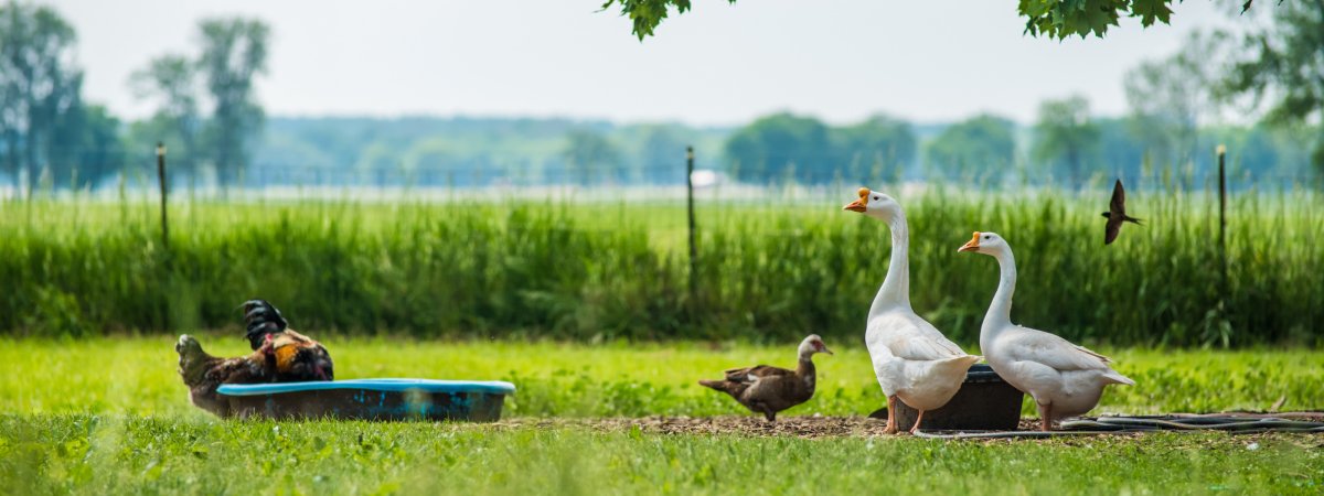 Уточки в деревне