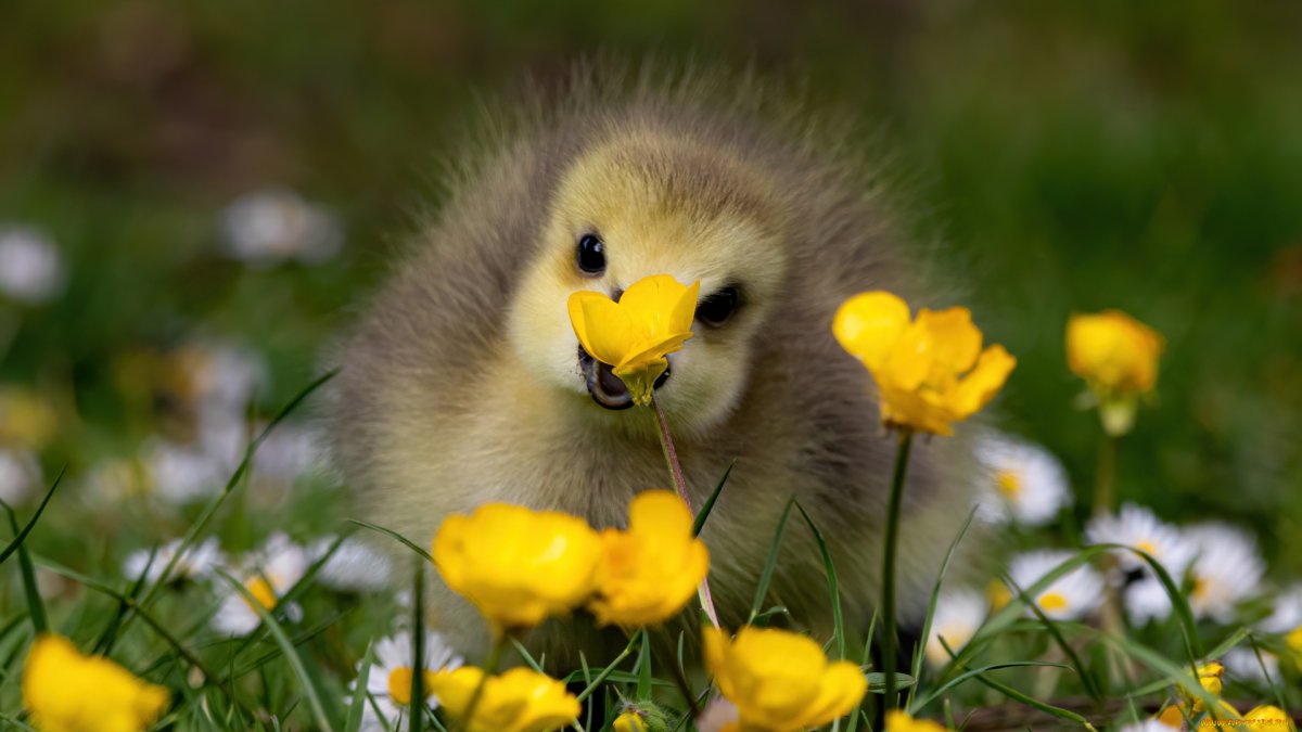 Птичья Поляна