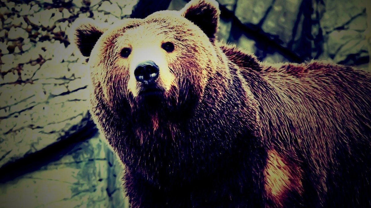 Обои на телефон медведь