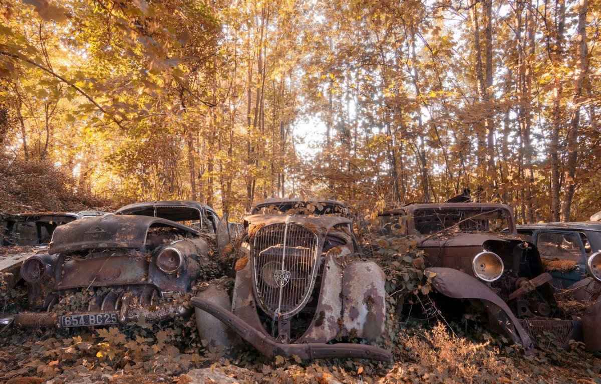 Обои старые машины в лесу