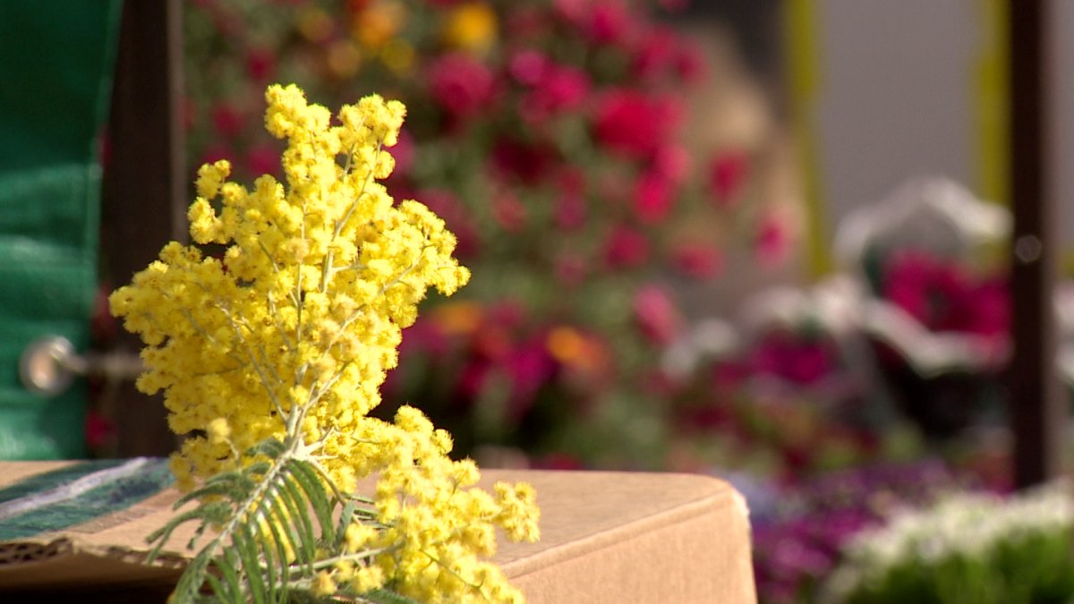 Акация серебристая