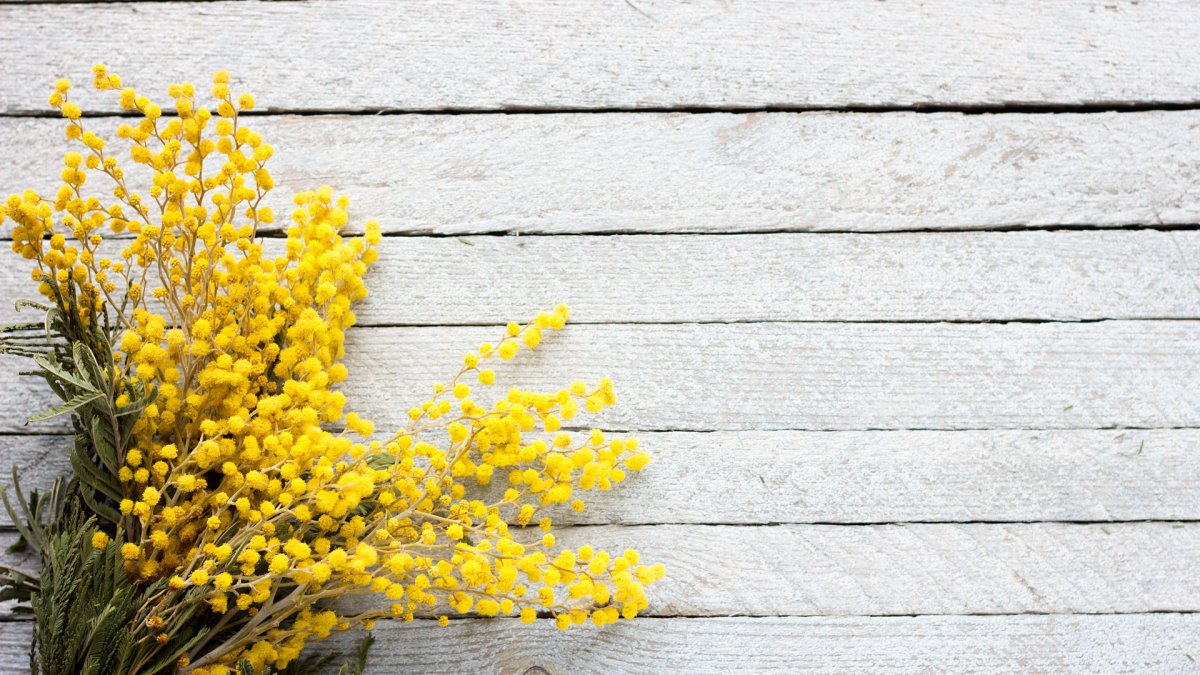 Мимоза Минимализм