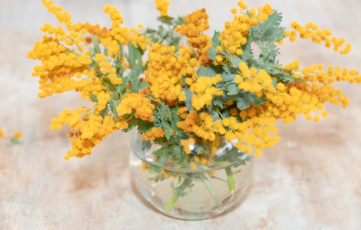 Мимоза Эстетика