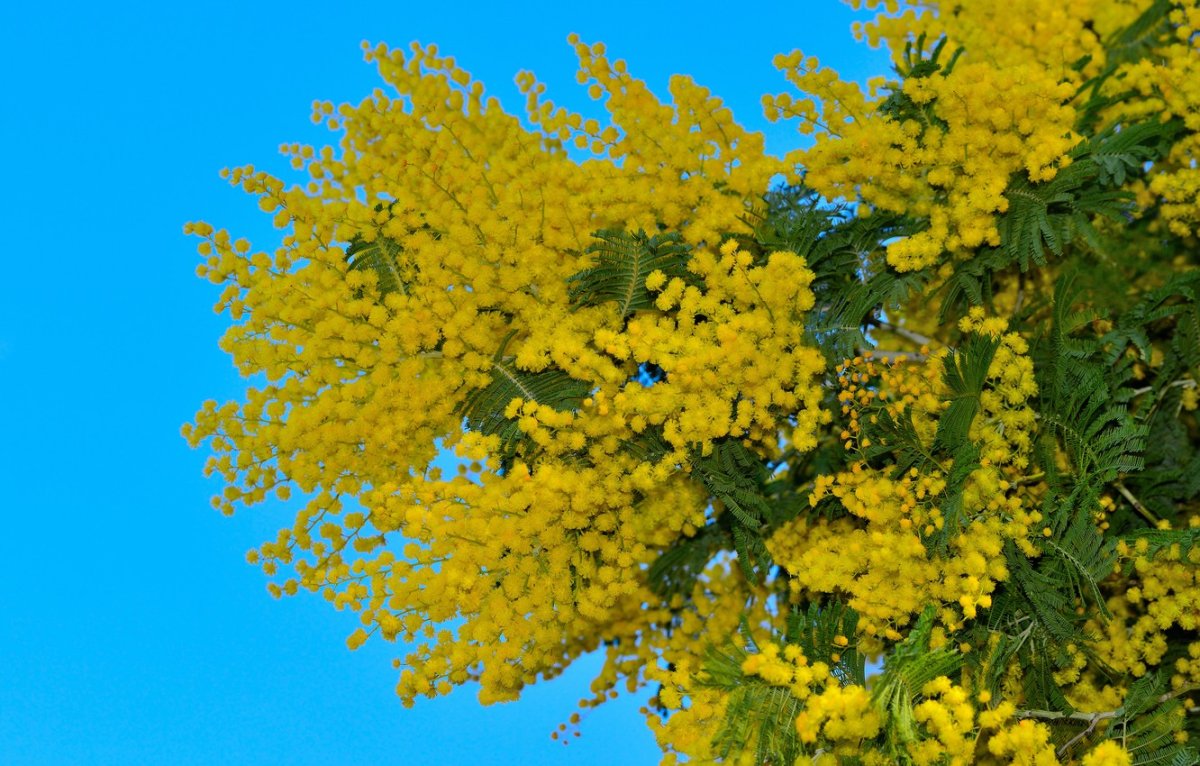 Картинки с мимозами весне дорогу