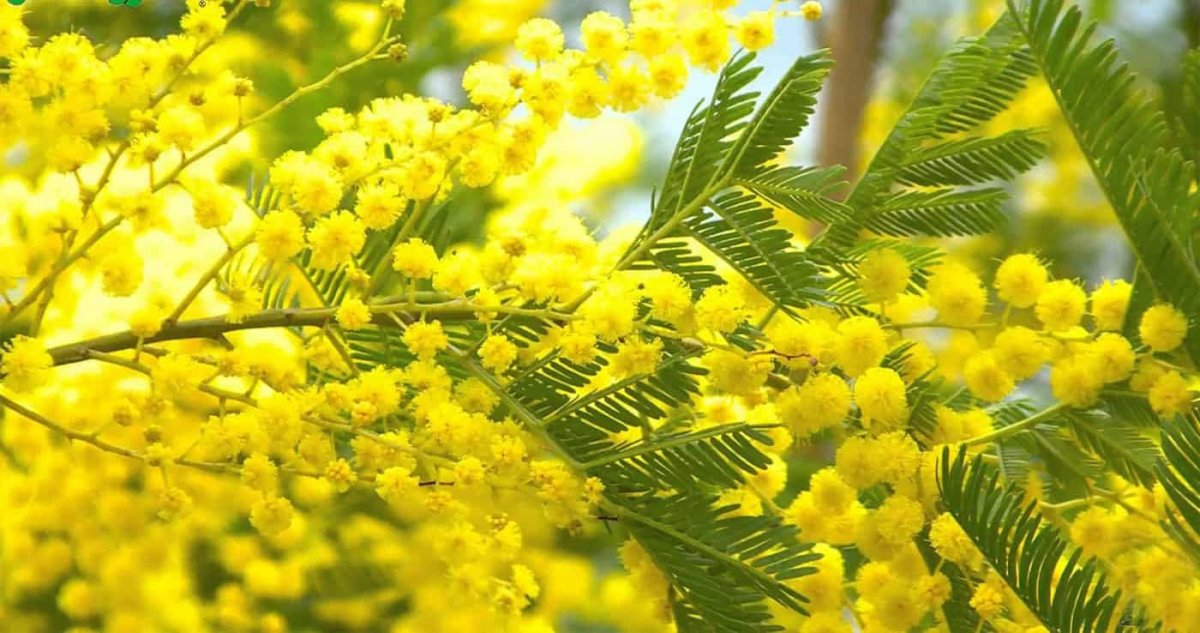 Весна Мимоза