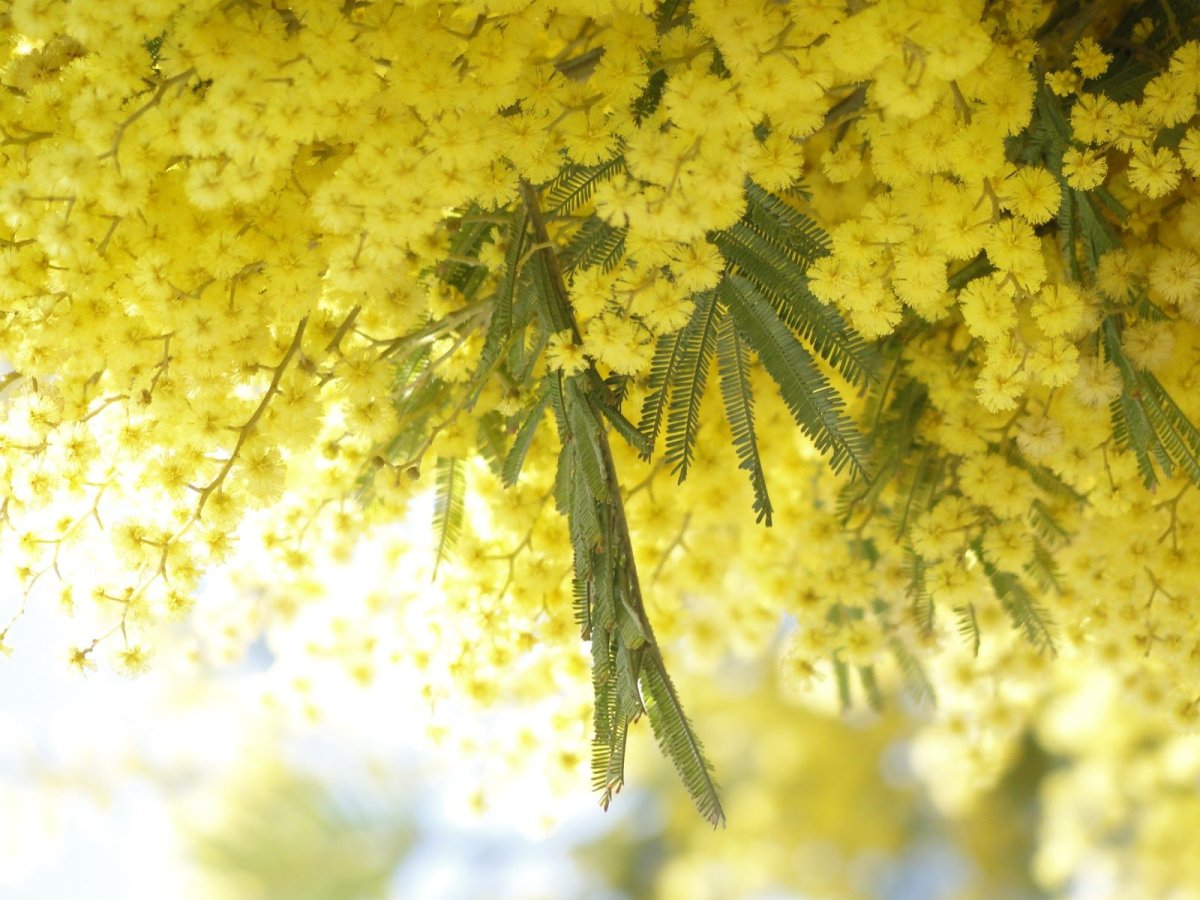 Северная Мимоза