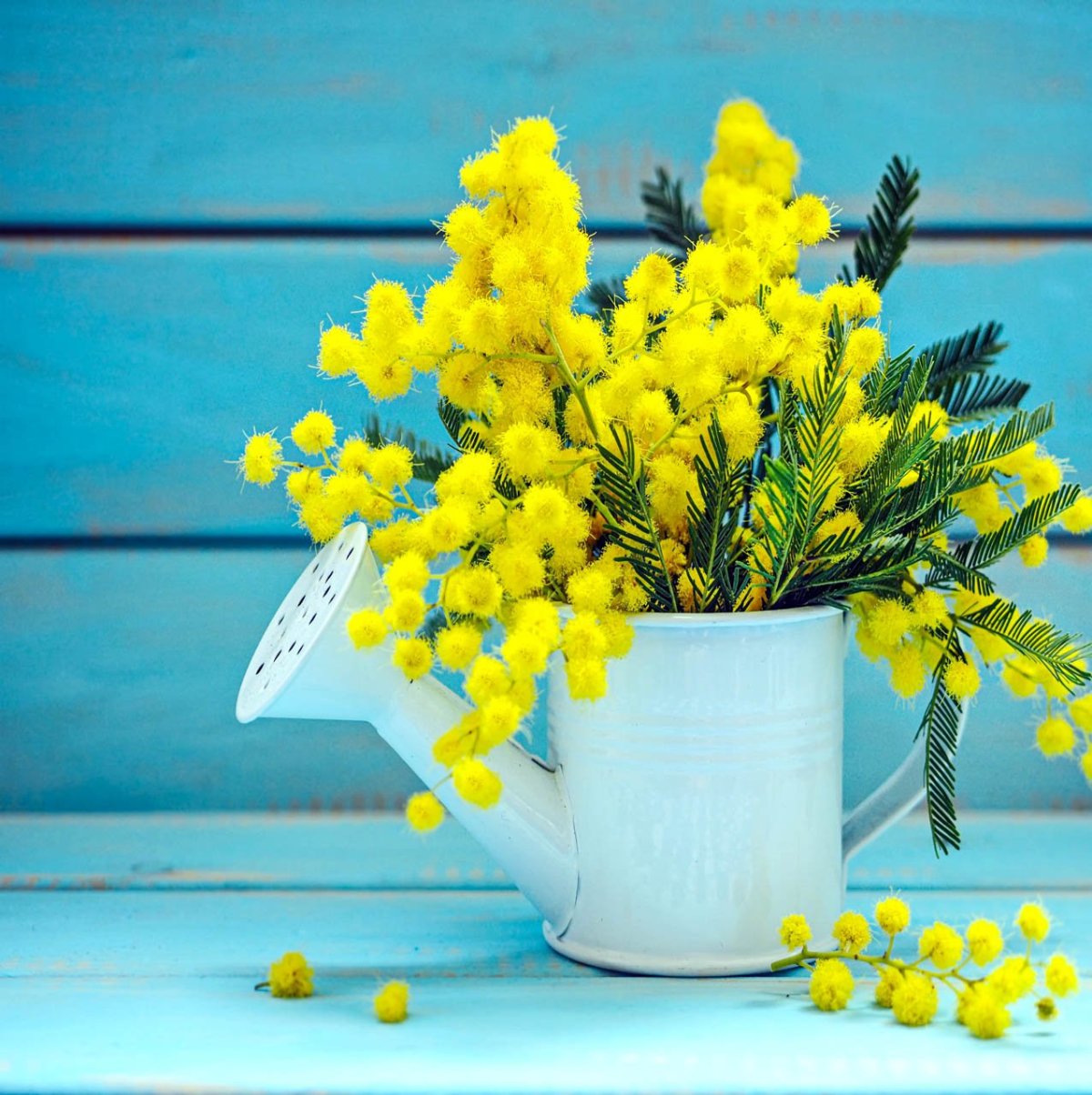 Желтые тюльпаны на досках