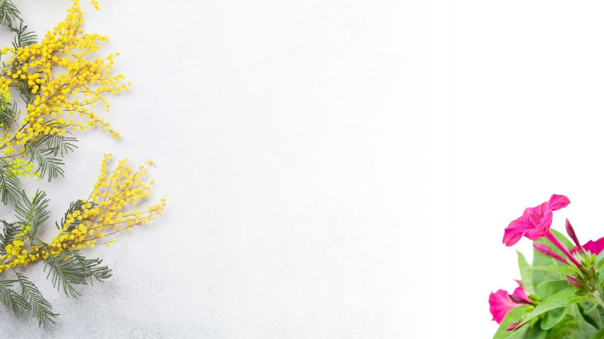 Акация Мимоза желтая