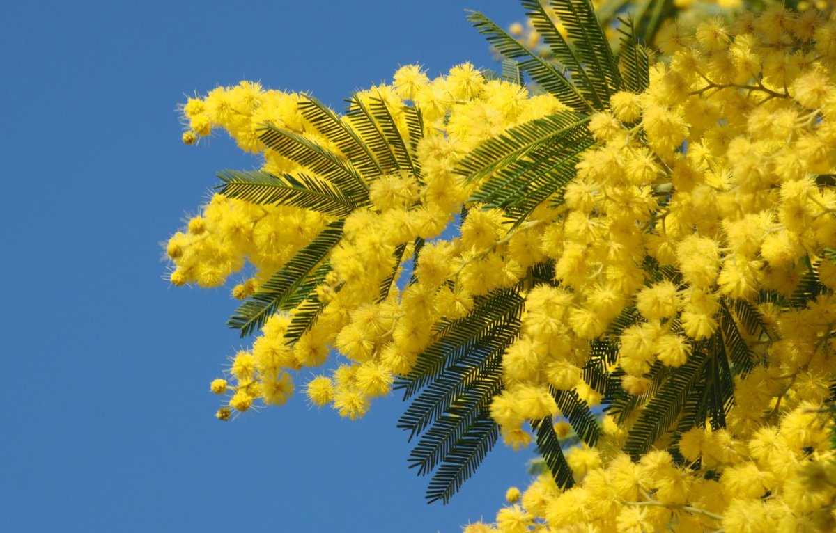 Весна мимозы в России