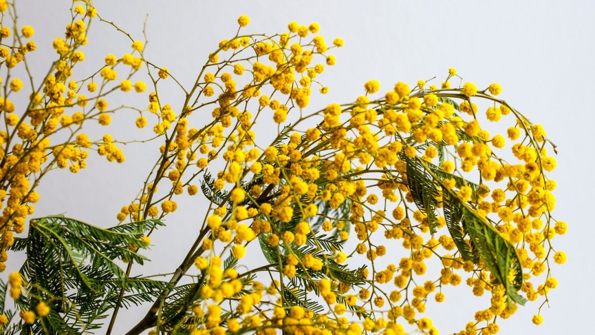 Мимоза цветок