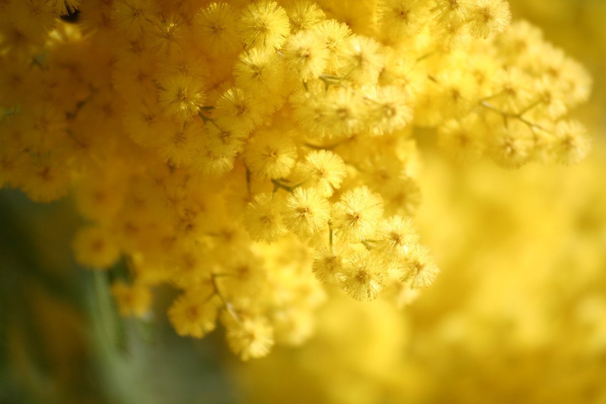 Фон цветы Мимоза