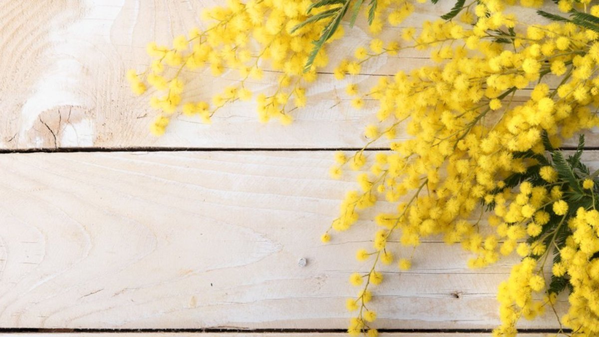 Веточка мимозы на деревянном столе