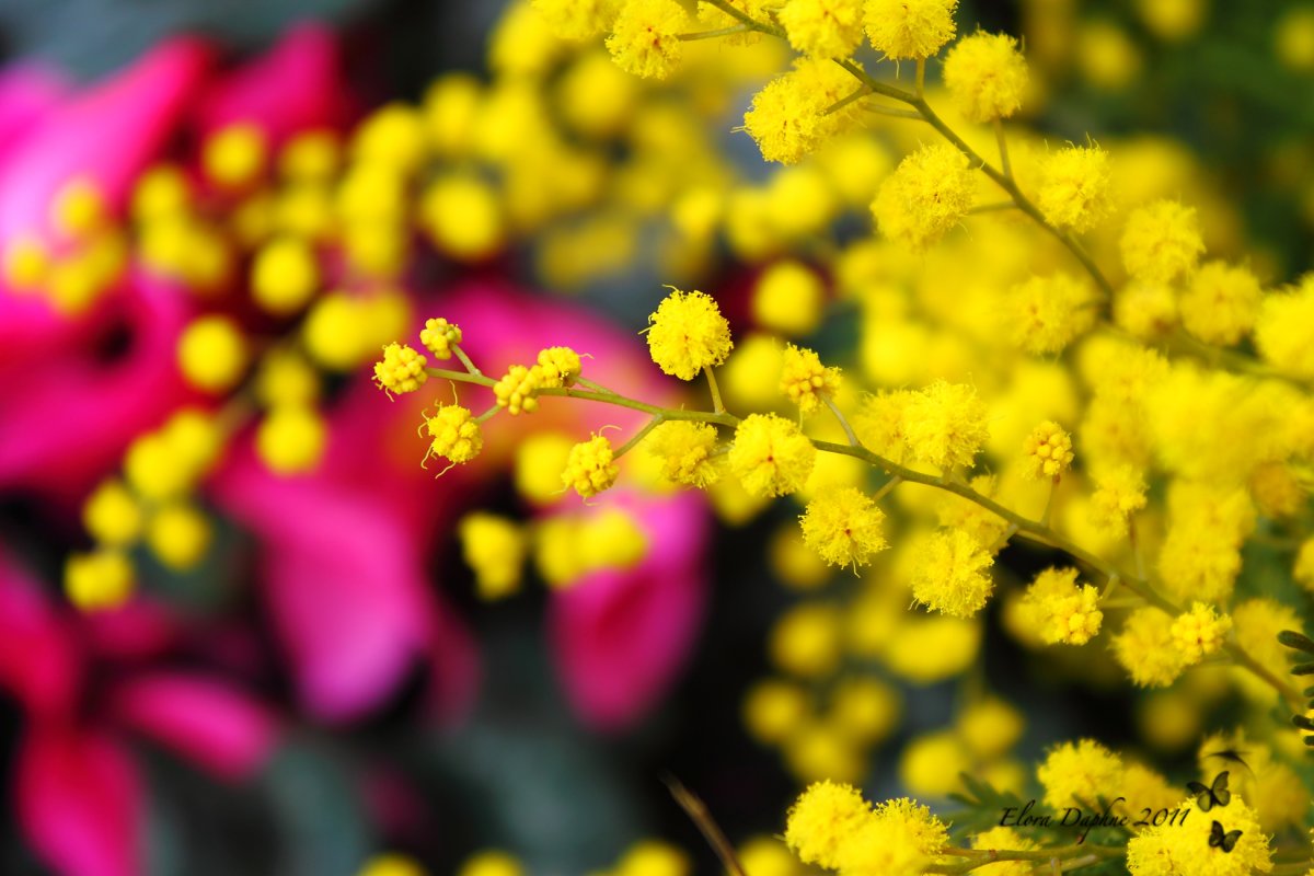 Обои на рабочий стол с мимозой и тюльпанами