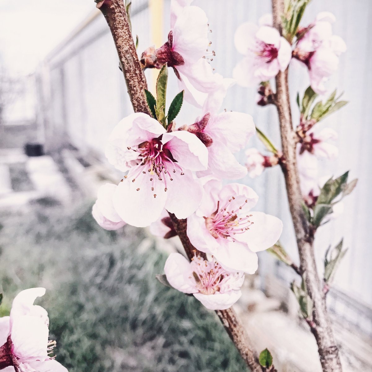 Красивые весенние картинки для инстаграмма