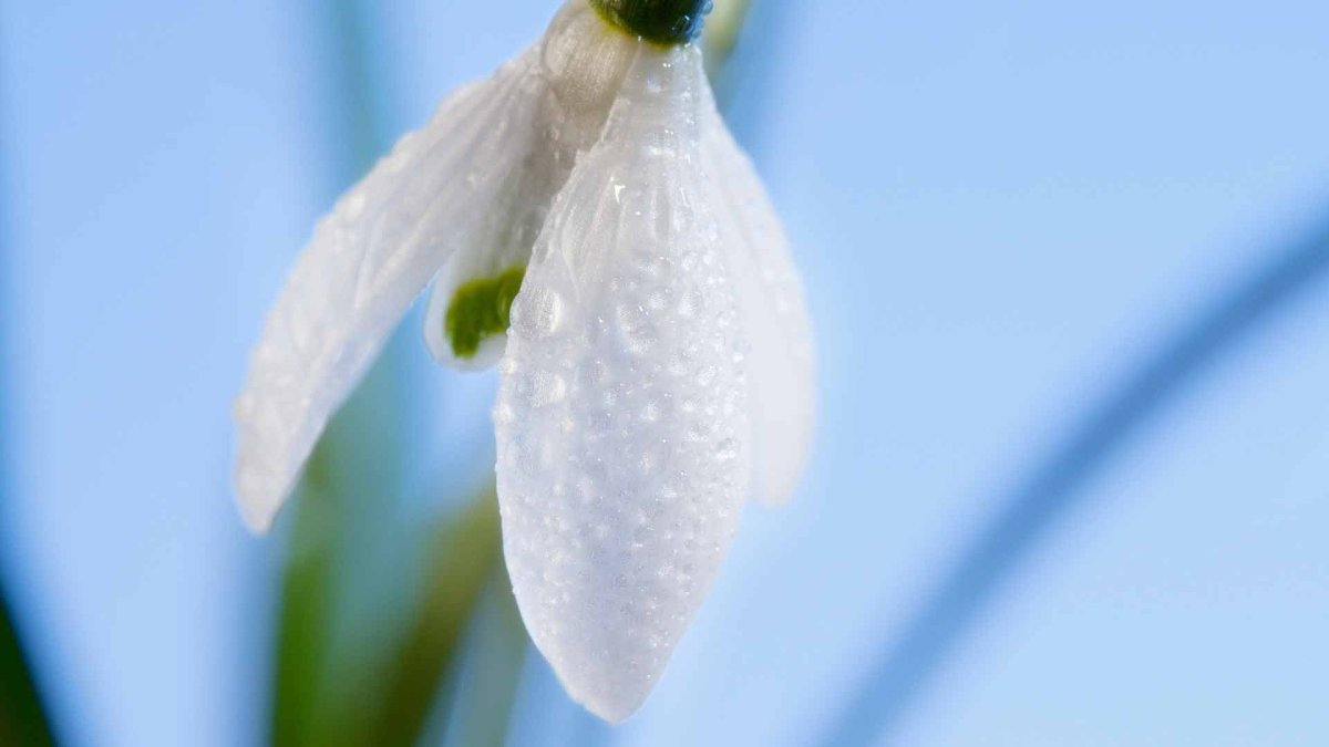 Фон для рабочего стола подснежники