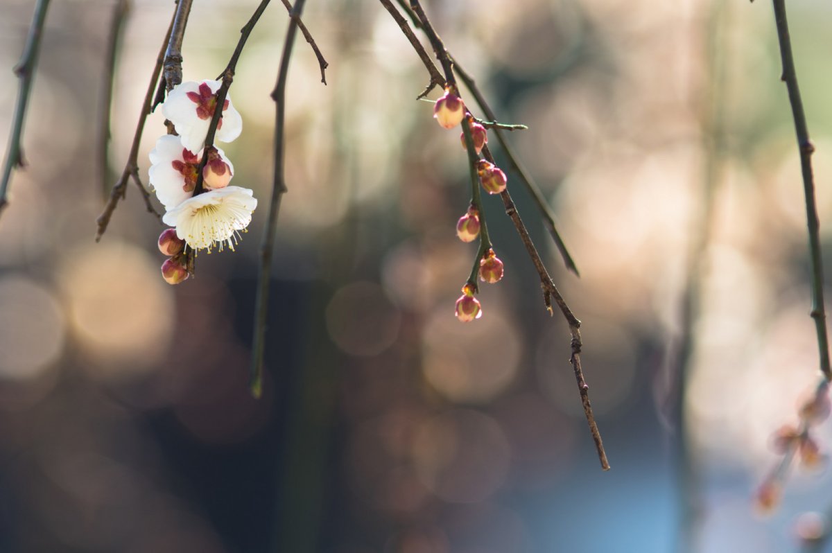 Весна оттепель