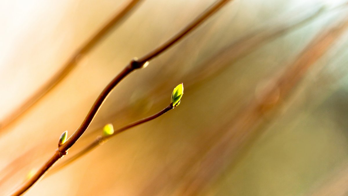 Весна макро