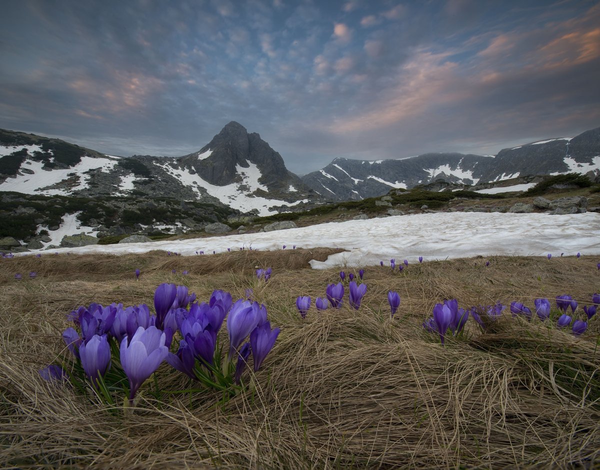 Долина крокусов Домбай