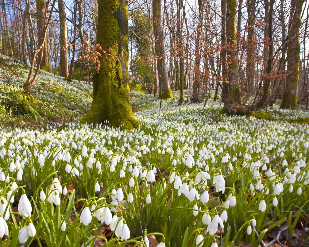 СПБ Ботанический сад подснежники