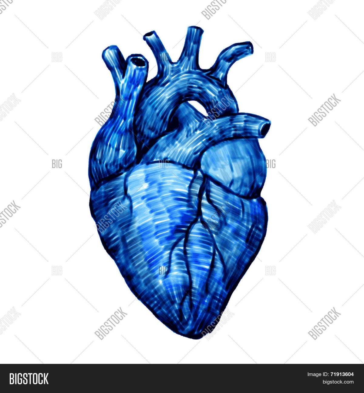 Человеческое сердце вектор