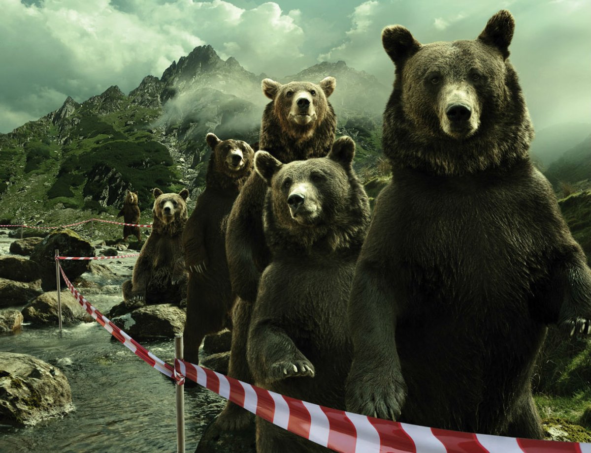 Медведь обои