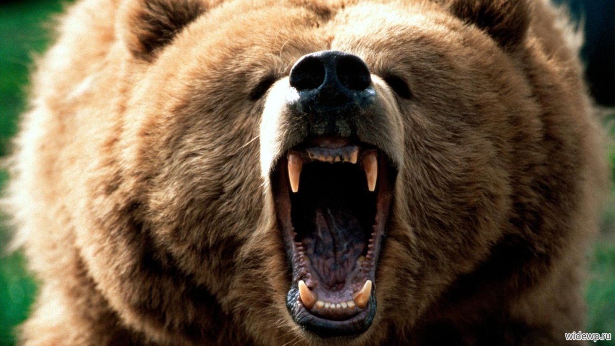 Злой медведь