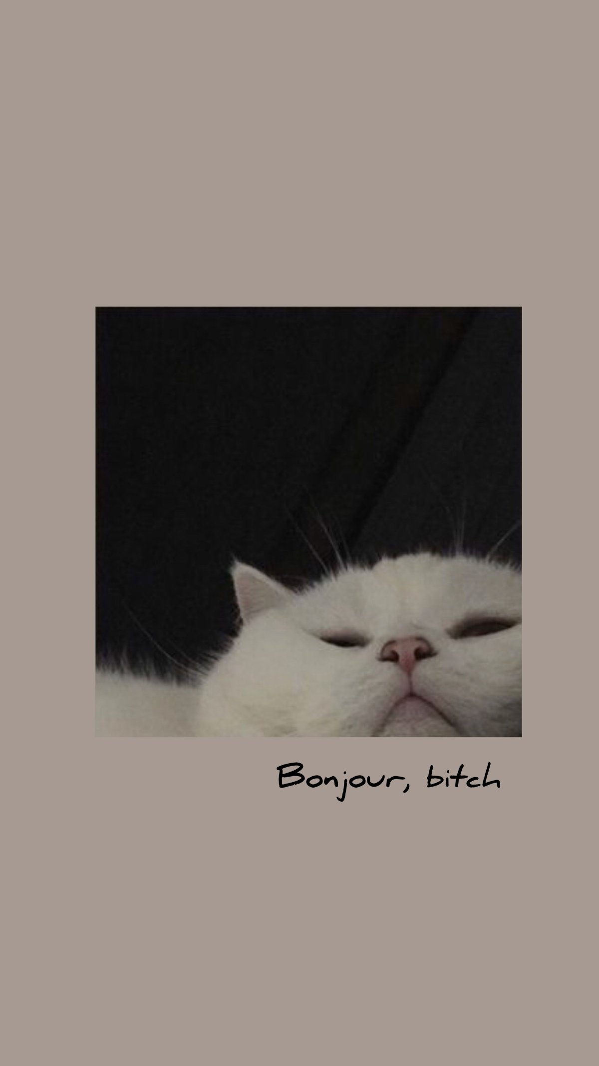 Обои на телефон Эстетика кот