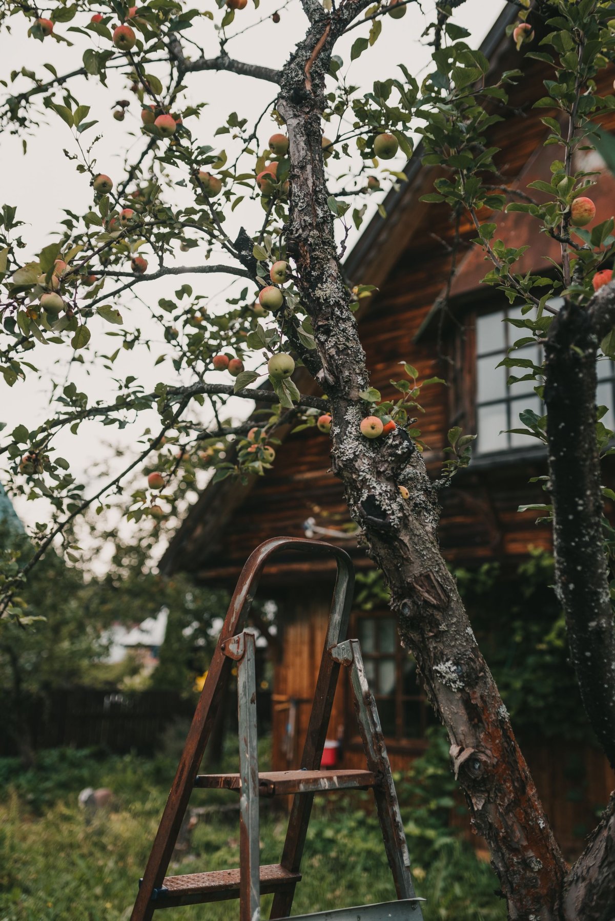 Goblincore и cottagecore