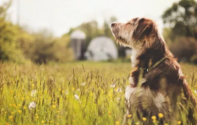 Собака на природе