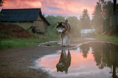 Собака в деревне
