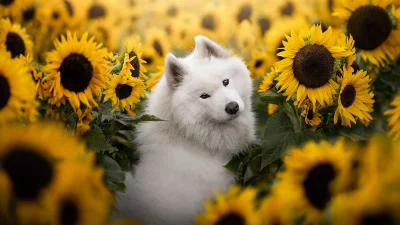 Собака в подсолнухах