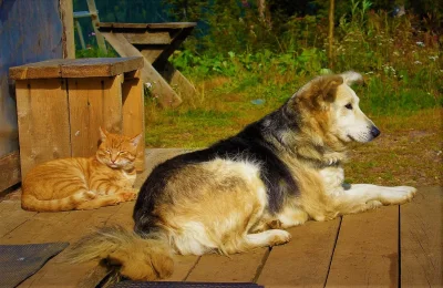 Пес на крыльце