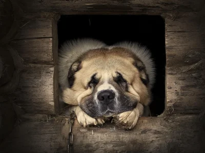 Будка для собаки