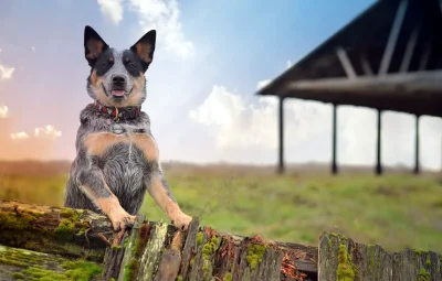 Австралийский Хилер