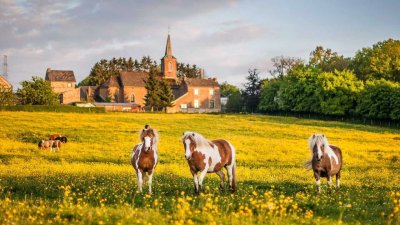 Кони в деревне