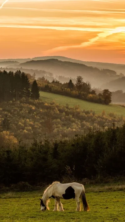 Кони в горах