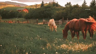 Чувство лошади